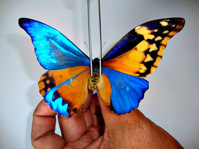Morpho rhetenor casica (mosaic gynandromorph) (Internet Image property of respective owner, non-commercial use only)